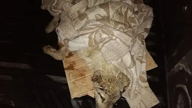 Otomobilin Çarpıp Kaçtığı Yaralı Köpeğe Pınarbaşı Belediyesi Sahip Çıktı