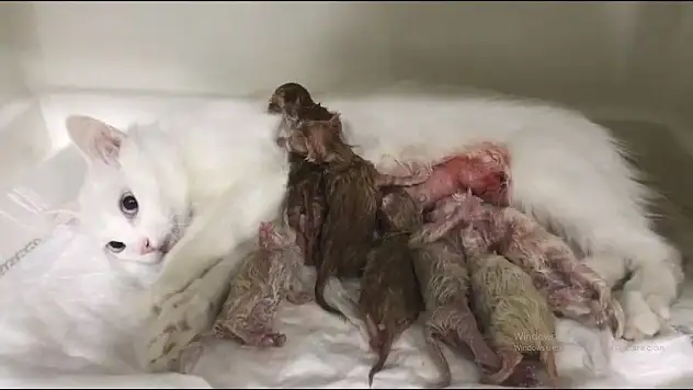  Kedicikler sezeryanla kurtarıldı