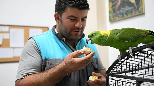 Papağanlarla 12 yıllık dostluk! 'Onlar artık bizim çocuğumuz oldu'