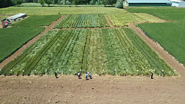 Patates ekenden 100, pancar ekende ise 70 TL alınmasının nedeni ortaya çıktı!