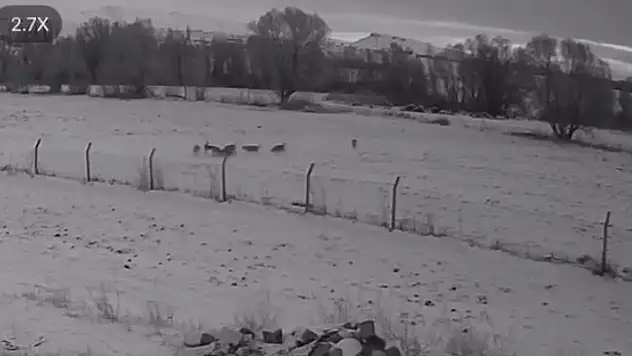 Pınarbaşı'da ilçeye inen kurtlar köpeği parçaladı!