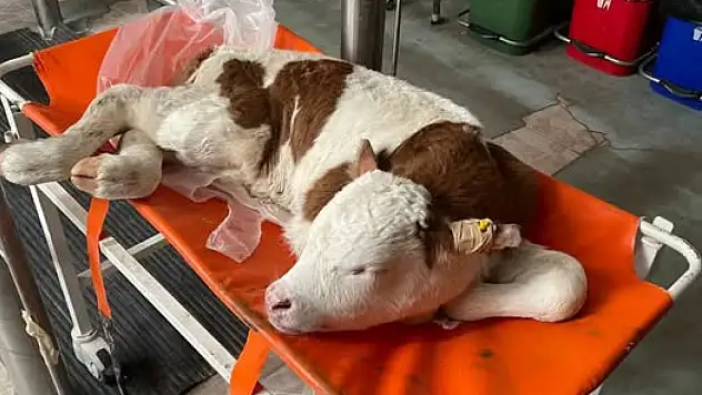 Pınarbaşı'dan  getirildi! Kayseri'deki o buzağı ile ilgili dikkat çeken gelişme