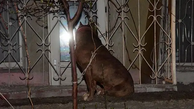 Pitbull köpeklere saldırdı