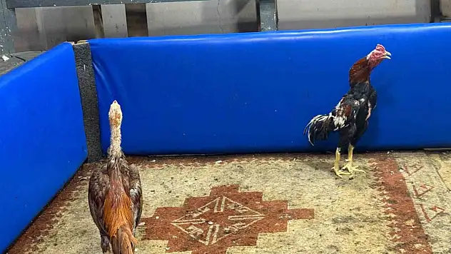 Polis müşteri gibi girdi, horoz dövüşünü bastı