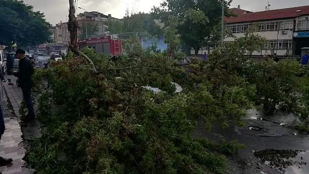 Rüzgardan devrilen ağaç otomobilin üzerine düştü