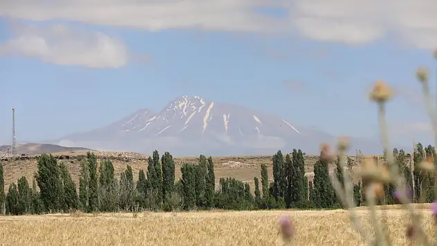 Sadece Kayseri'de üretiliyor! 38 çeşit yemeği yapılıyor, hasat başladı