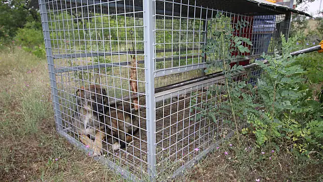 'Sahipli sahipsiz fark etmeksizin, başıboş bırakılan tüm köpekler toplanıyor'