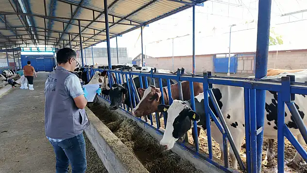 Şap Hastalığına karşı büyük mücadele