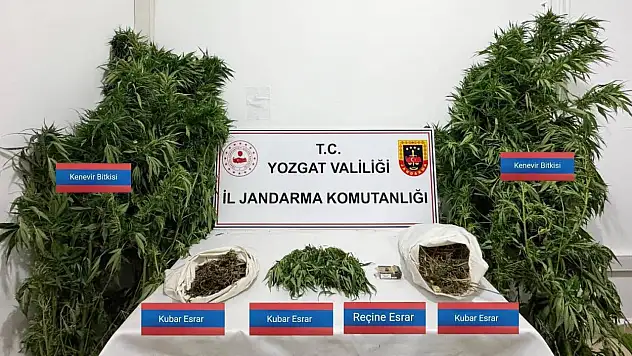 25 kök kenevir ele geçirildi