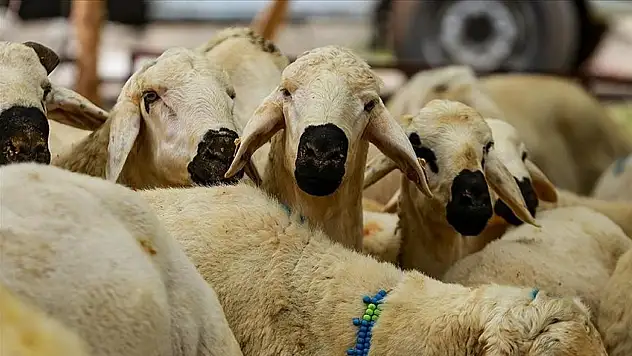 Sarız'da kurban kesecekler dikkat! Yerler belli oldu