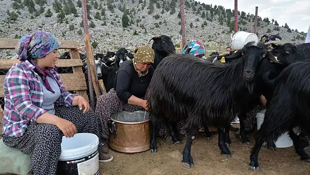 Selanik göçmeni aile yaylada besicilik yaparak geçiniyor