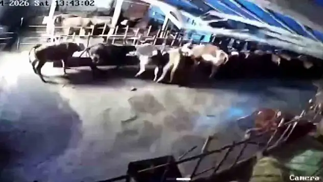 Sivas'ta ahır çöktü, hayvanlar telef oldu