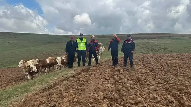 9 büyükbaş hayvan kayboldu