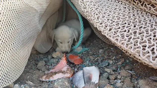 Sokak hayvanlarına haftada 3 ton sakatat