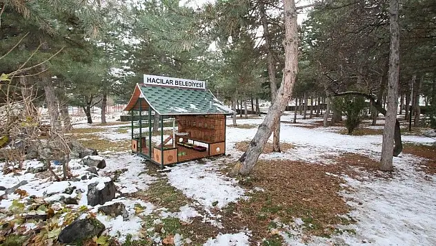 Sokak kedileri için sığınma ve beslenme evi
