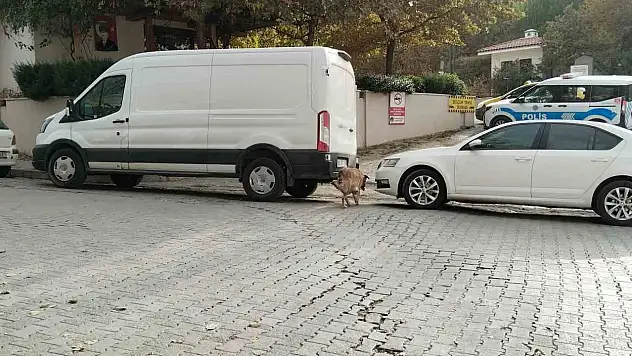 Sokak köpekleri bir otomobile 108 bin TL'lik zarar verdiler