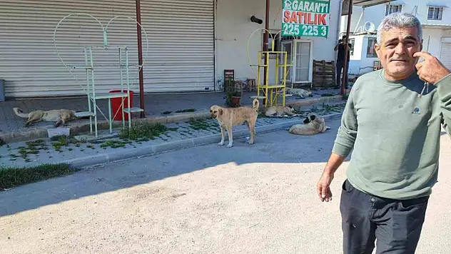 Başıboş köpek sorunu büyüyor!