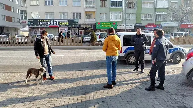 Sokakta başıboş gezen pitbul yakalandı!
