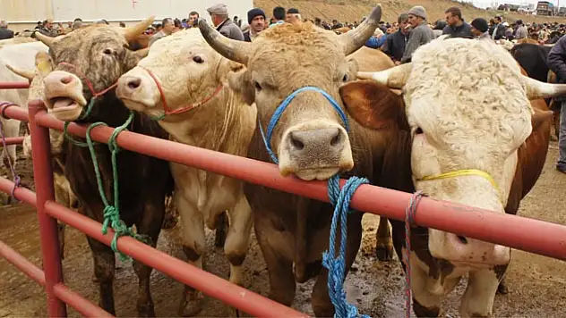 Son dakika! Kayseri'de kurban hisse fiyatları açıklandı
