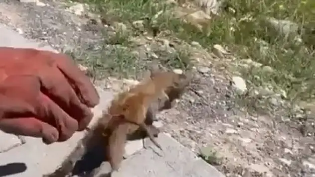 Su giderine sıkıştı