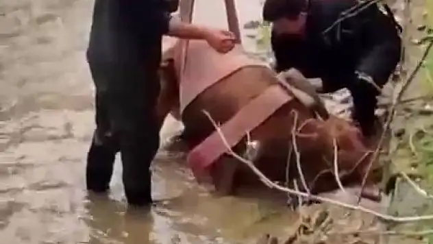 Sulama kanalına düşen inek kurtarıldı