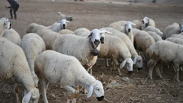 Sürüler 19'dan 150'ye çıktı: Kayseri'de, meralar şenleniyor