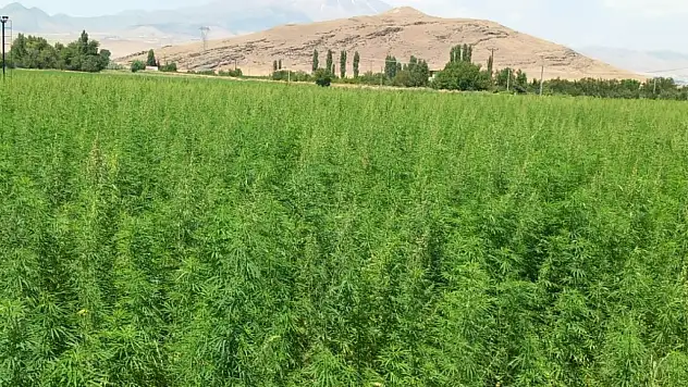 Susuz arazide bile başardı! Üretimi 1 dekardan 40 dekara ulaştı