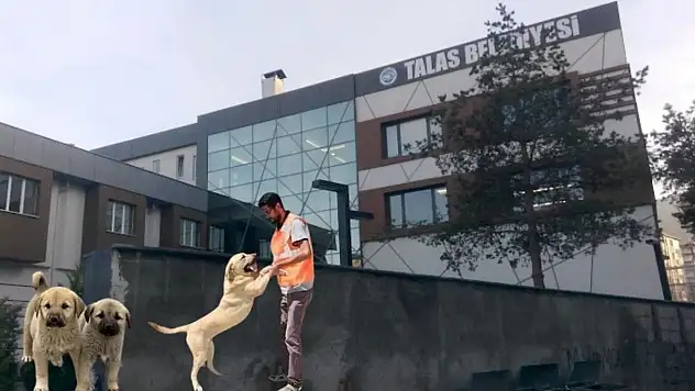 Talas Belediyesi 30 bin kilo alacak