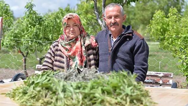 Talas İlçesinde Adaçayı Hasadı Başladı