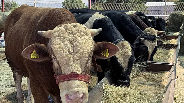 Talas, kurbana hazır