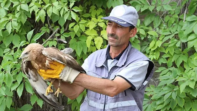 Talas'ta bulunan yaralı atmaca tedavi altına alındı