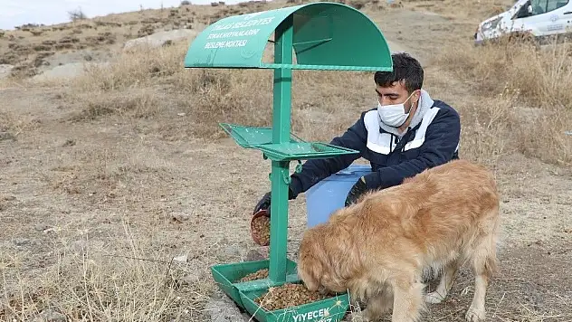 Talas'ta sokak hayvanlarına yardım eli