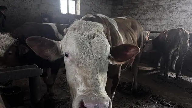 Tam 1 ton! Bu kurbanlık dikkat çekiyor