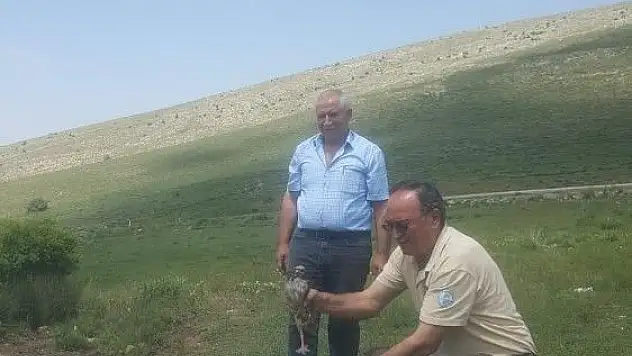 Tedavileri tamamlanan kuşlar doğaya bırakıldı
