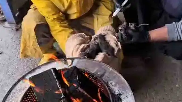 Yavruları temizlik işçileri kurtardı...
