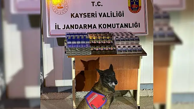 TIR şoförü sakladı, köpek yakalattı!