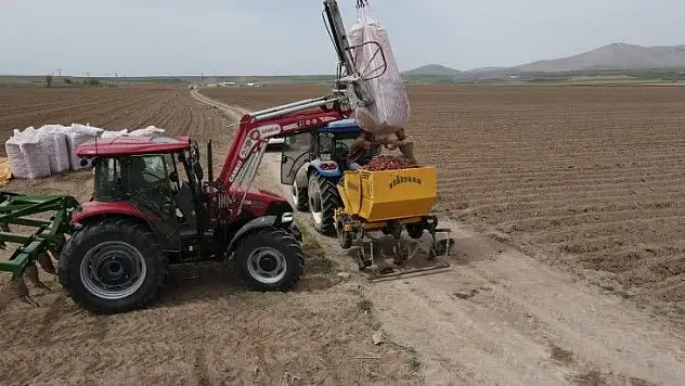 Tomarza'da patates ekimi başladı