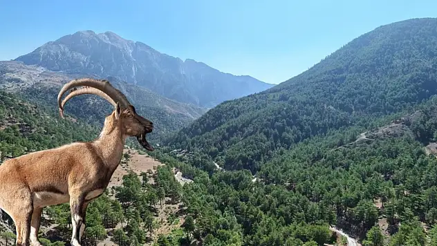 Türkiye'de 27, Kayseri'de 1 tane! O bölge yaban keçileri için ayrıldı