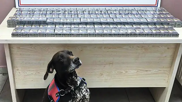 Tütün köpeği iş başında! 290 paket ele geçirildi
