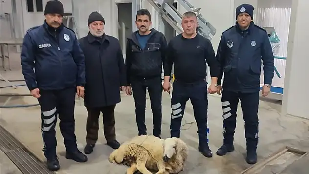 Ülkenin yüreğini yakan yangın nedeniyle kurban kestiler