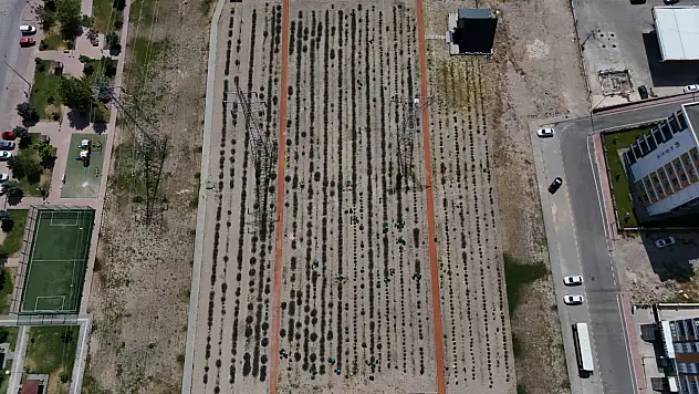 Uykuya, strese, güzelliğe doğal çözüm... Kayseri'de mor hasat başladı
