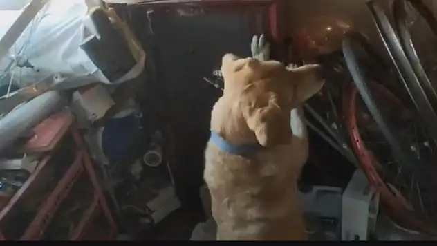 Uyuşturucuyu narkotik köpeği buldu