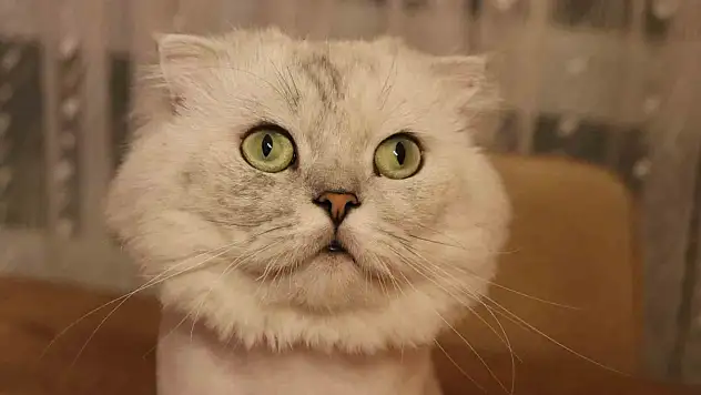 Başkandan kedi sahiplerine önemli uyarı