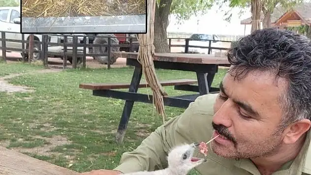 Yavru kartala annesi gibi bakılıyor