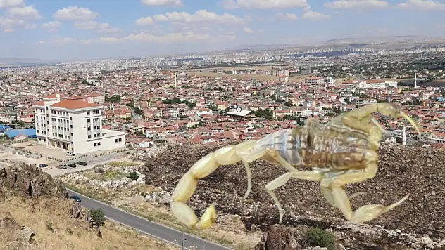 Vatandaşlar endişeli: Kayseri'nin o mahallesinde görüldü