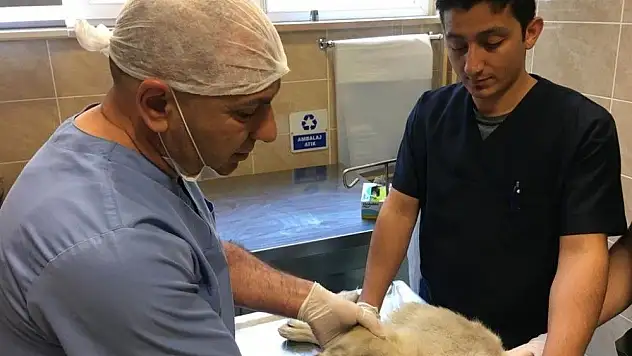 Vücuduna saçma isabet eden köpek kurtarılamadı
