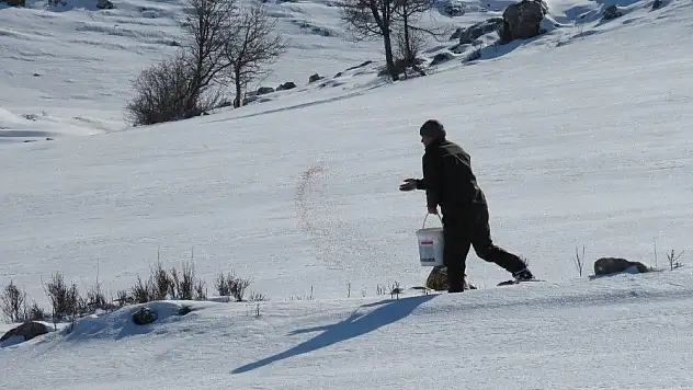 Yaban hayvanlarına yem bırakıldı
