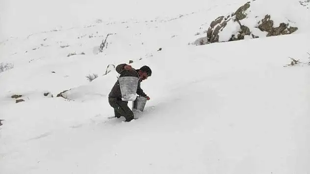 Yaban hayvanlarını yemleme çalışmaları devam ediyor