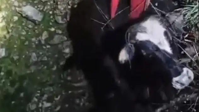 Yahyalı'da inek kurtarma operasyonu