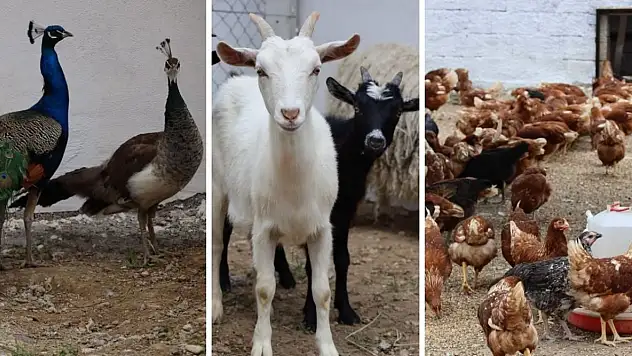Yahyalı'da sürpriz proje!